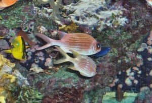 Longspine Squirrelfish, Holocentrus rufus