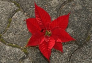 Poinsettia, Euphorbia pulcherrima