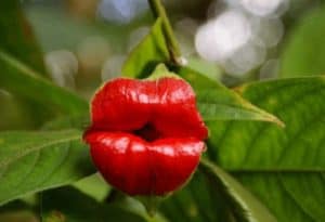 Hooker's Lips, Psychotria elata