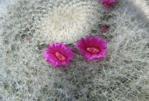 Old Woman Cactus, Mammillaria hahniana