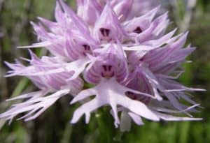Naked Man Orchid, Orchis Italica