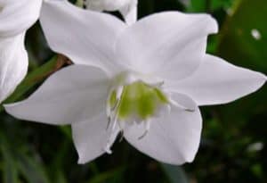 Amazon Lily, Eucharis grandiflora