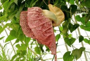 Pelican Flower, Aristolochia grandiflora