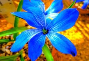 Blue Chilean Crocus, Tecophilaea cyanocrocus