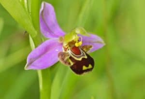 Bee Orchid, Ophrys apifera