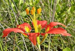 Pine Lily, Lilium catesbaei