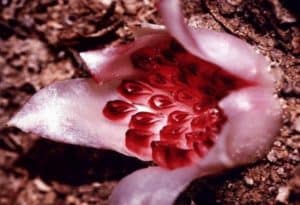 Western Underground Orchid, Rhizanthella gardneri