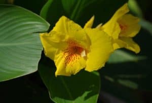 Canna Lily