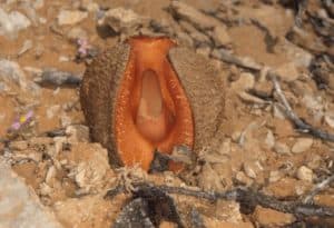 Hydnora africana