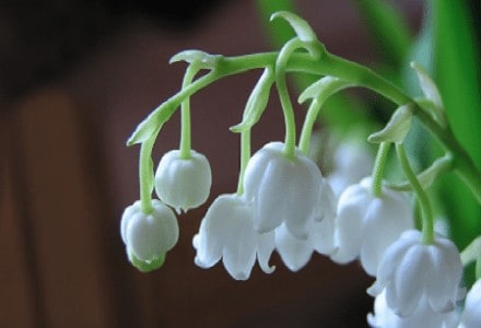 Lily of The Valley, Convallaria majalis