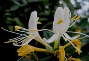 Honeysuckle