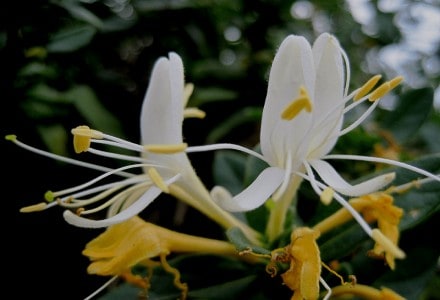 4 Fabulous Flora of Florida