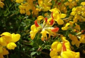 Lotus Corniculatus