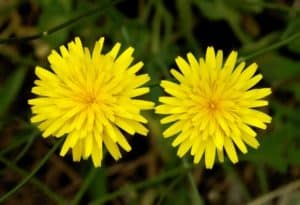 Snowdonia Hawkweed, Hieracium snowdoniense