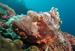 Tassled Scorpionfish, Scorpaenopsis oxycephala