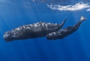 Sperm Whale, Physeter macrocephalus