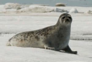 Ringed Seal, Phoca hispida
