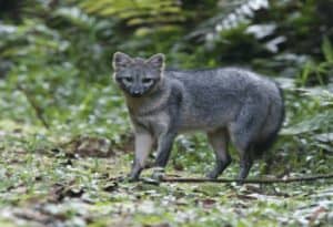 Crab Eating Fox, Cerdocyon thous