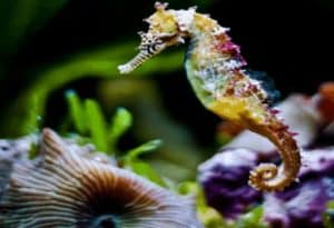 Seahorse