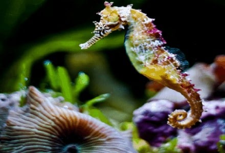 Seahorse l Adorable Small Fish Our Breathing