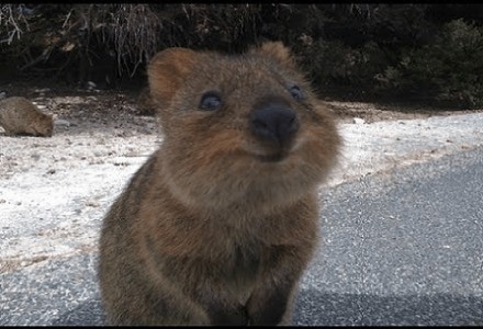 Quokka, Setonix brachyurus