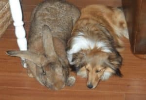 Flemish Giant Rabbit, Oryctolagus cuniculus