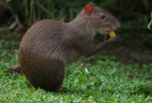 Agouti, Dasyprocta