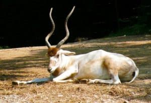 Screwhorn Antelope, Addax nasomaculatus