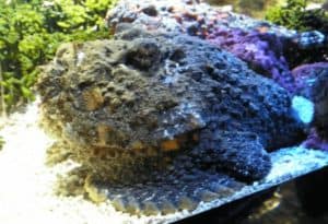 Stonefish