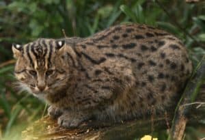 Fishing Cat, Prionailurus viverrinus