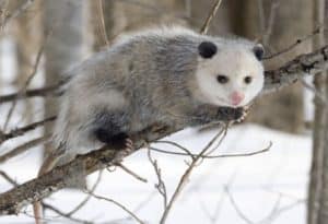 Opossum, Didelphimorphia