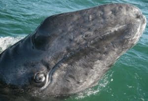 Gray Whale, Eschrichtius robustus