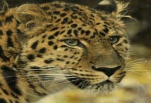 Amur Leopard, Panthera pardus orientalis