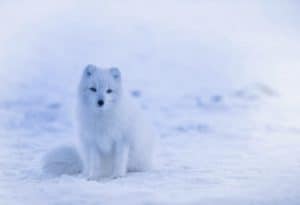 Arctic Fox, Vulpes lagopus