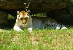 Golden Tabby Tiger