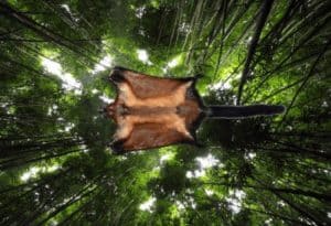 Laotian Giant Flying Squirrel, Biswamoyopterus laoensis