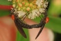 Lovebug, Plecia nearctica