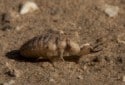 Antlion, Myrmeleontidae