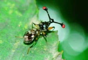 Stalk Eyed Fly, Diopsidae