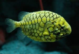 Pinecone Fish, Monocentridae