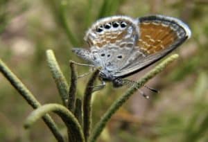 Western Pygmy Blue, Brephidium exilis