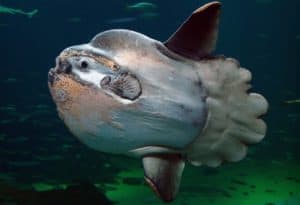 Mola Mola, Ocean Sunfish