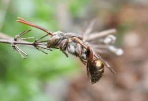 Cuckoo Bee