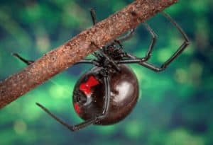 Black Widow, Latrodectus