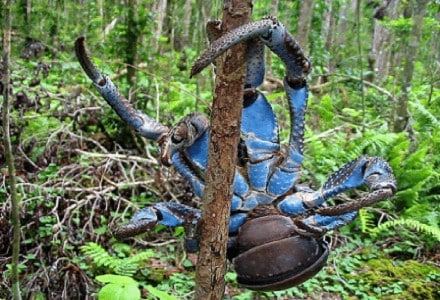 Coconut Crab l Astounding Arthropod - Our Breathing Planet