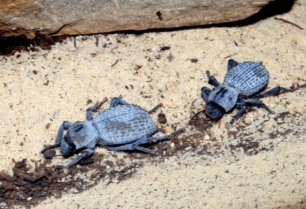 Blue Death Feigning Beetle l Awesome - Our Breathing Planet