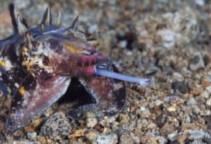 Flamboyant Cuttlefish, Metasepia pfefferi