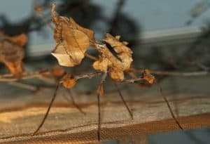 Devil's Flower Mantis, Idolomantis diabolica