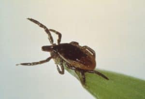 Deer Tick, Ixodes scapularis