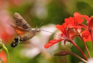 Hummingbird Hawk Moth, Macroglossum stellatarum